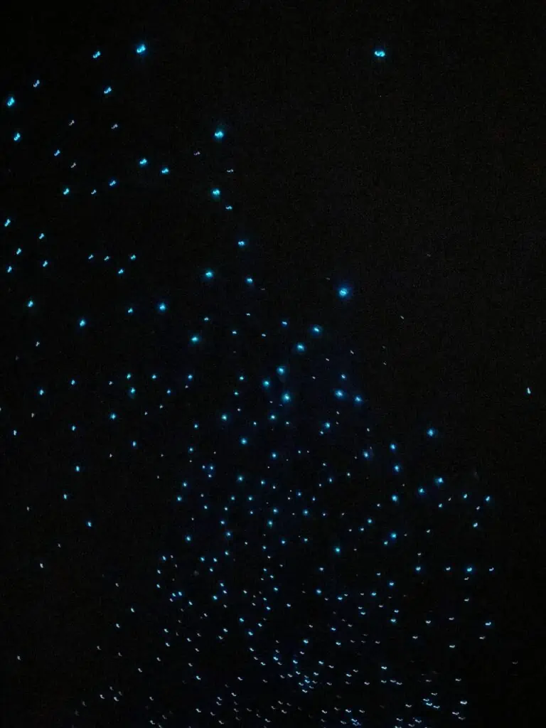 Glowworms in Waitomo, New Zealand