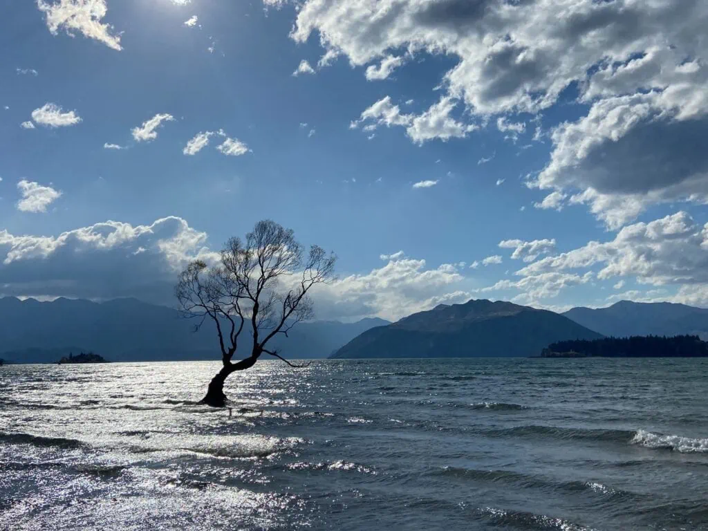 one of the most popular things to do in Wanaka, see #ThatWanakaTree