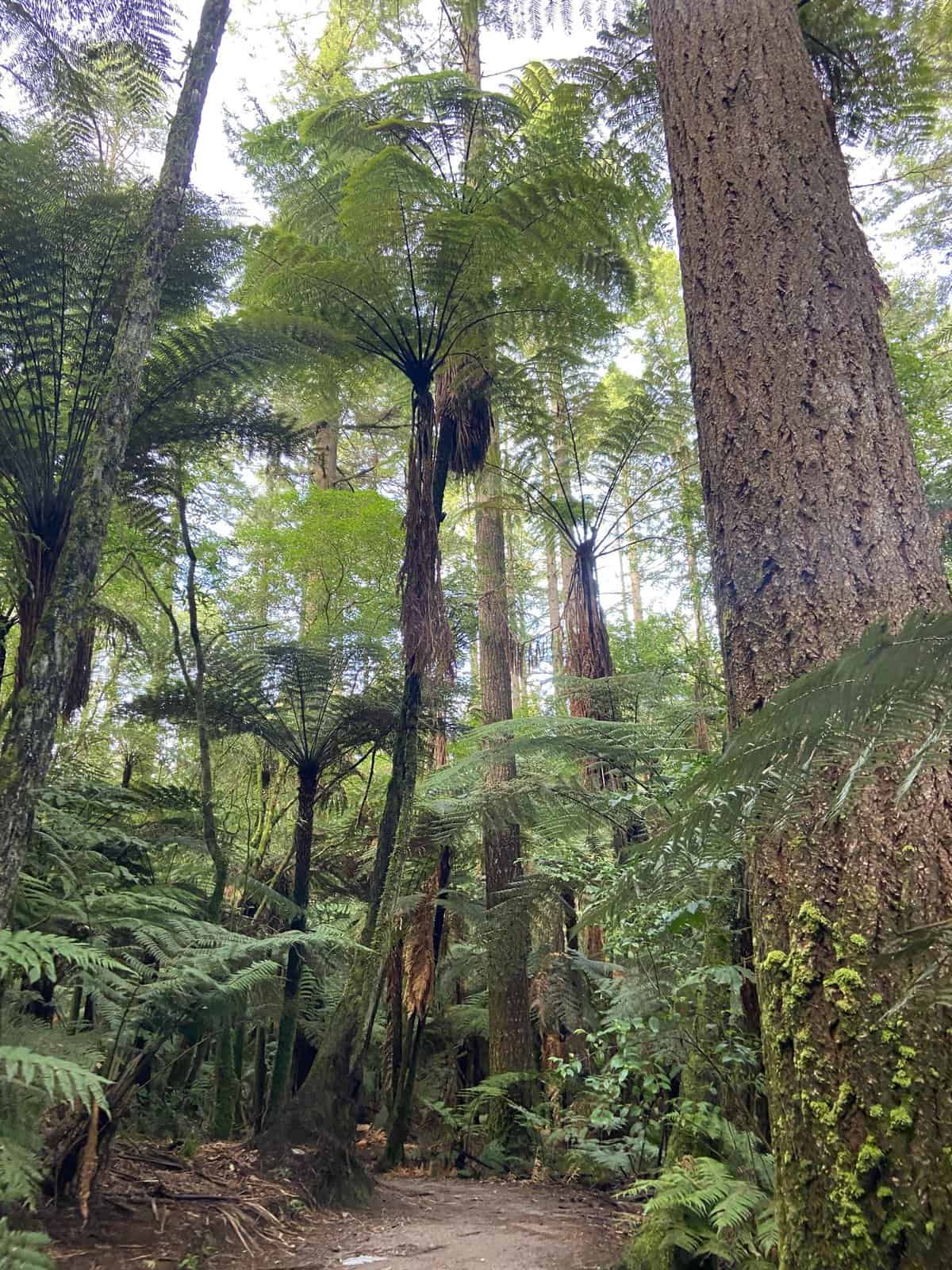 Redwood tree forest, Whakarewarewa, in Rotorua, New Zealand