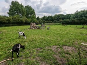 Westerpark: Amsterdam's Cultural and Recreational Haven