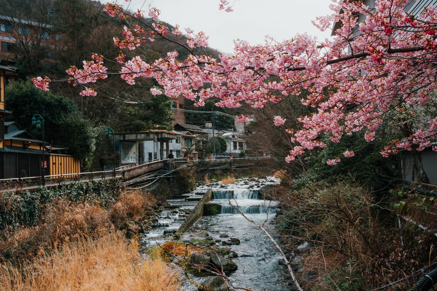 Plum blossoms in bloom on tree overlooking the river in Hakone-Yumoto, Japan during the wintertime.