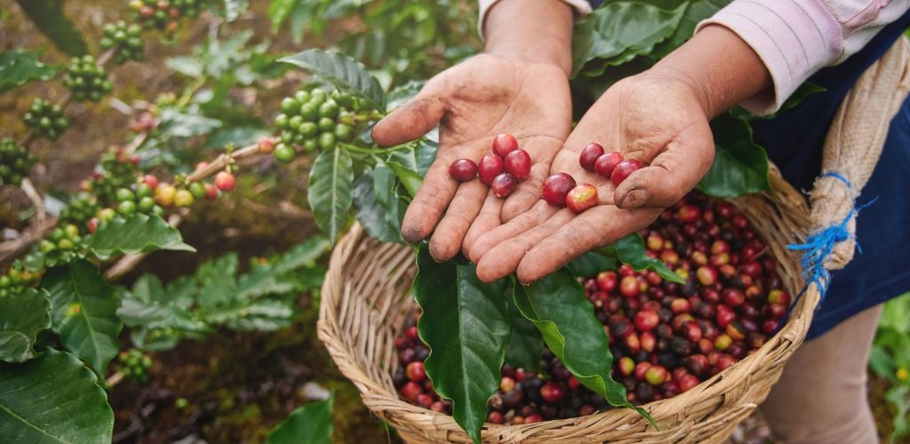 A farmer showing freshly harvested coffee