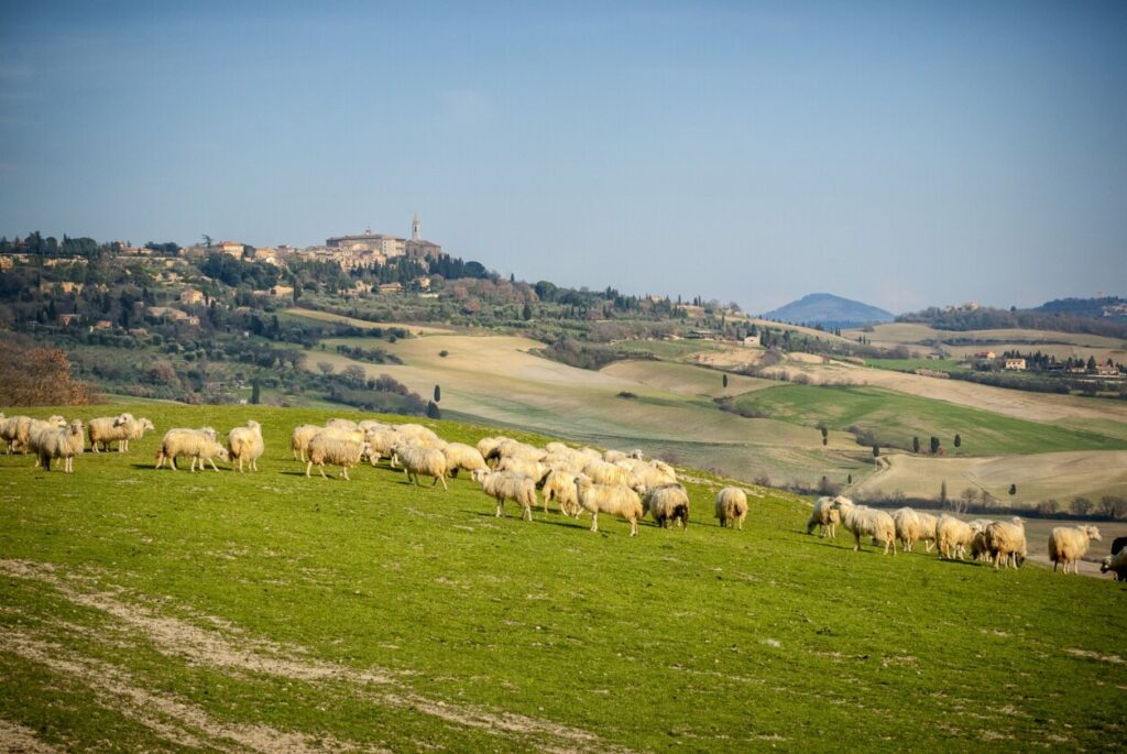 Sheep Grazing at a Pecorino Farm Outside Pienza, Italy