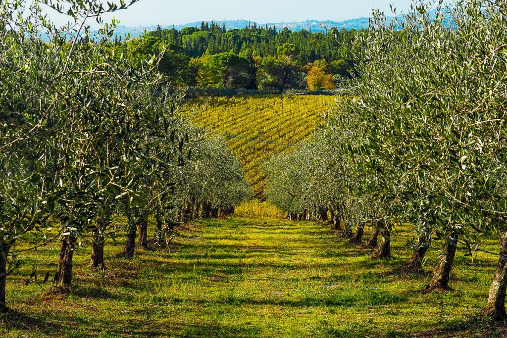 Scenic View of Olive Groves and Vineyards in Chianti, Tuscany: agricultural landscape