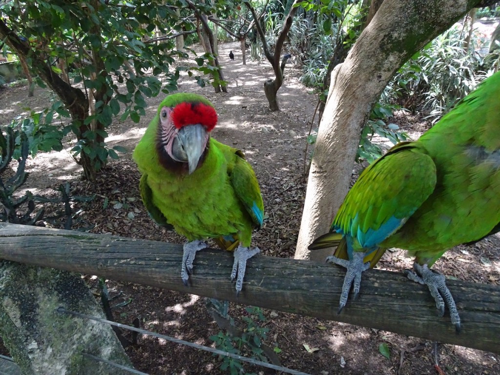 Parrot Amigos at the Medellin Zoo.