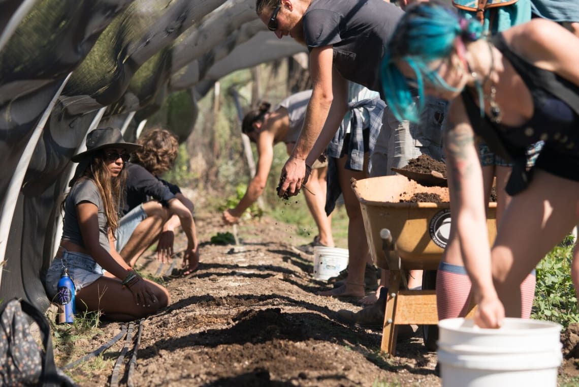 Volunteers learning about organic farming