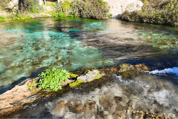 A log sits in the clear river at Blue Eye in Albania