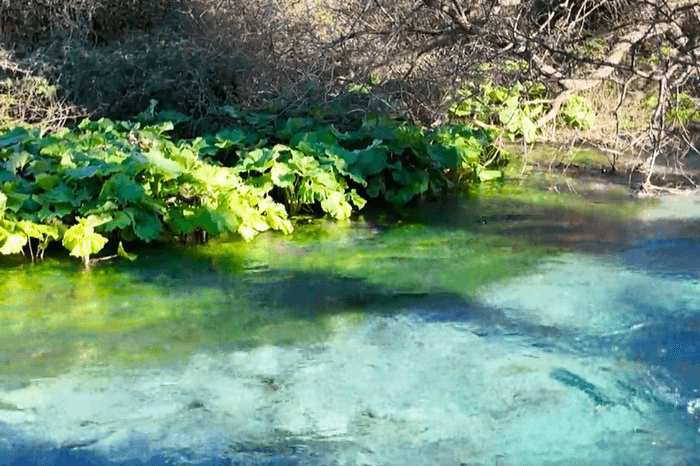 Lush green plants grow beside the river that runs out of the spring blue eye aka Syri I Kalter in Albania.