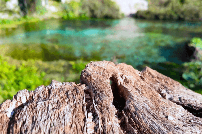 A stump peeks out of the water at Blue Eye with the lagoon appearing in bright green and blue in the background.