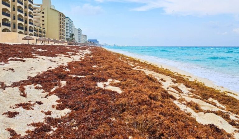 Cancun To Receive Thousands Of Tons Of Sargassum In The Next Weeks, Warn Authorities