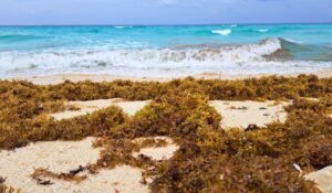 Decade of Sargassum: How's Brown Algae Damaging Caribbean Ecosystems and Tourism