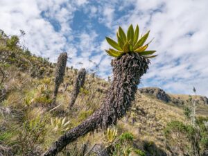 Exploring Los Nevados, Colombia's Crown Jewel Of Natural Beauty