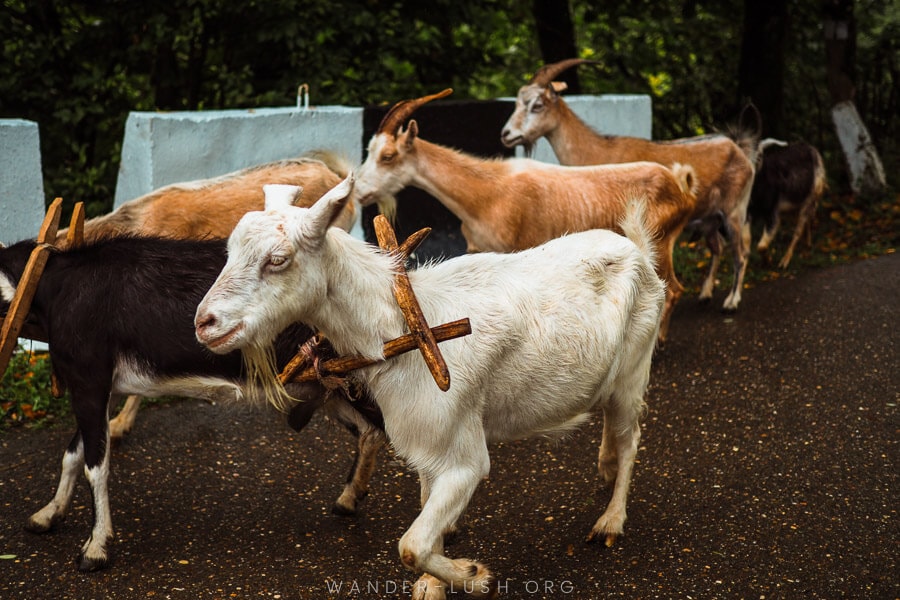 A group of goats travel on the road in Georgia.