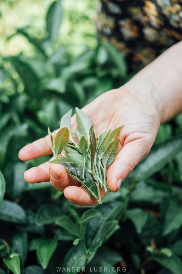 A woman holds a fistful of fresh tea leaves in front of bushes in her tea farm near Ozurgeti.