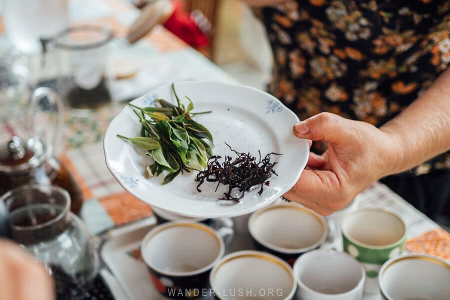 A white plate with fresh and dried tea leaves displayed as part of a Georgian tea tasting in Guria region.