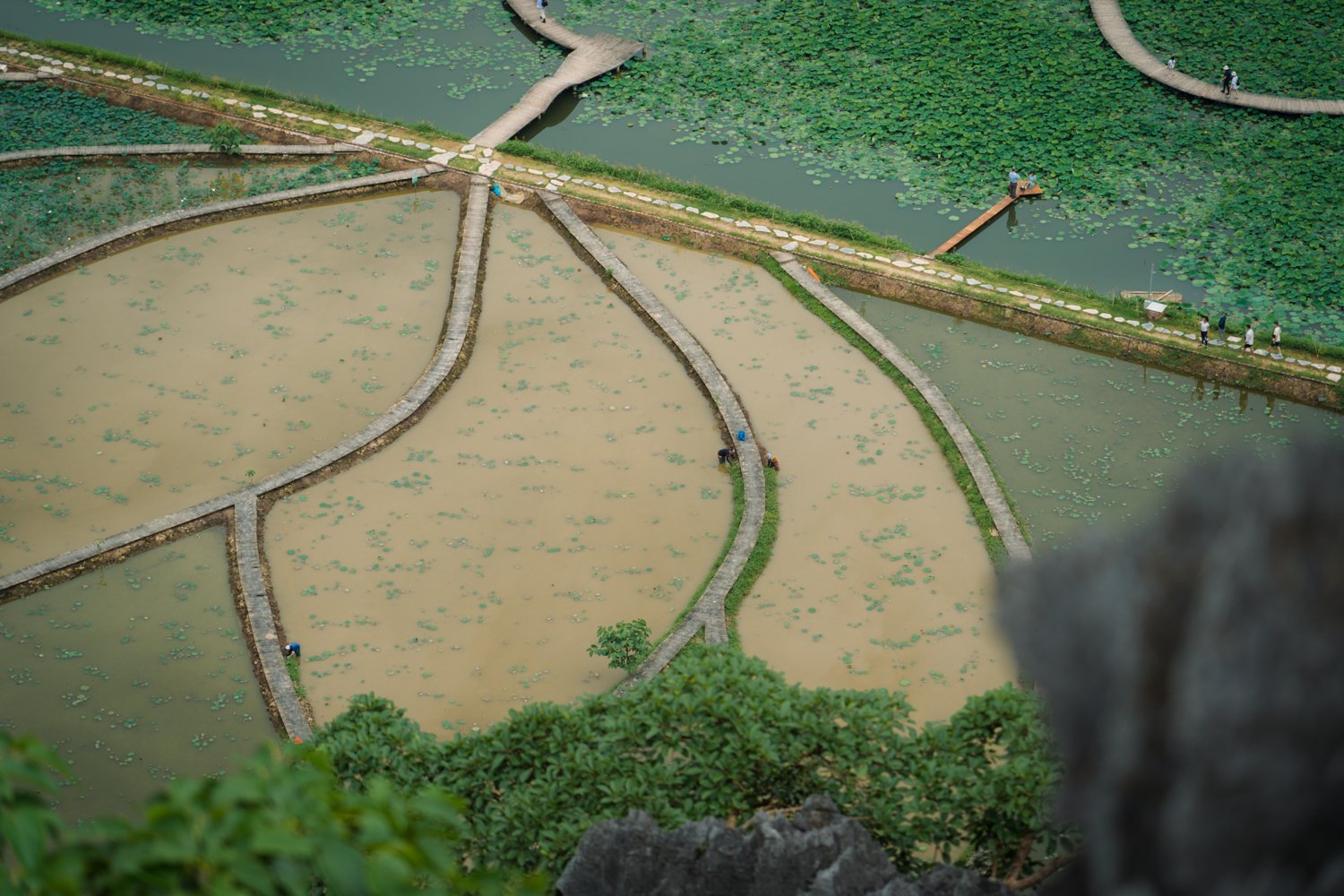 Top-down aerial view of the Lotus Pond at Mua Caves in Northern Vietnam.