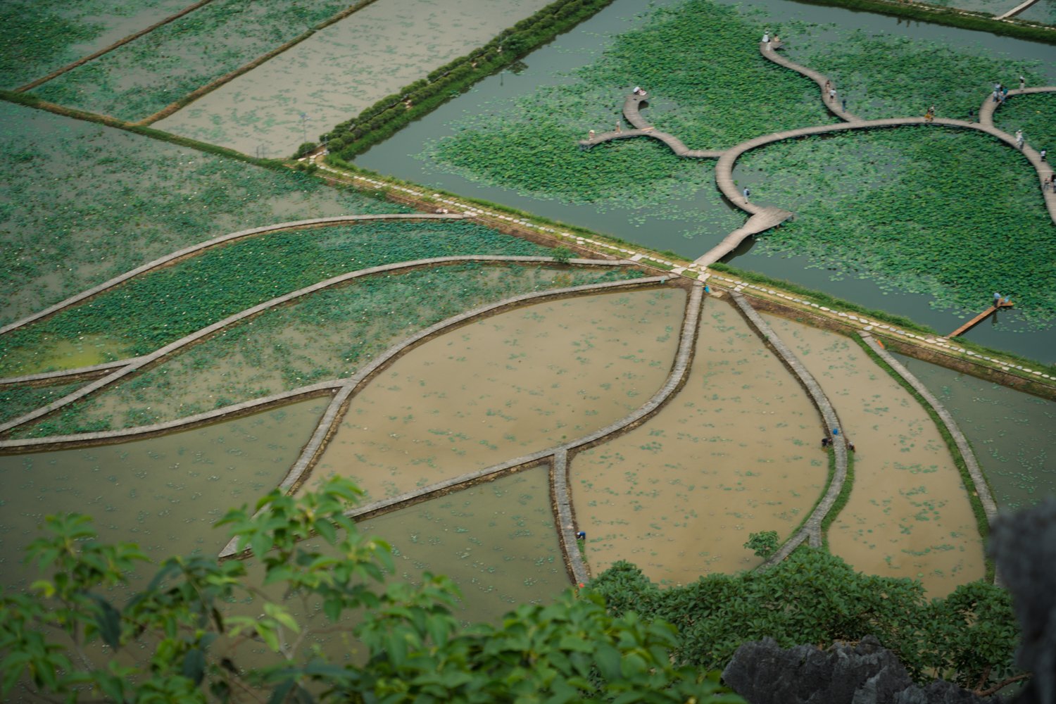 Workers harvesting at the Lotus Pond at Mua Caves in Northern Vietnam.