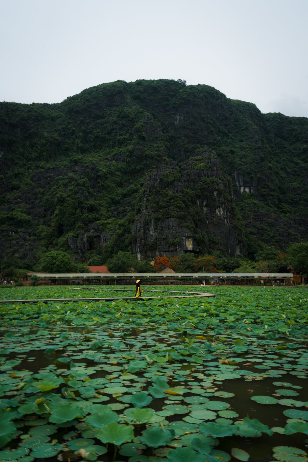 Woman wearing traditional Vietnamese clothes walking across boardwalk at the Lotus Pond at Hang Mua (Mua Cave) in Northern Vietnam.