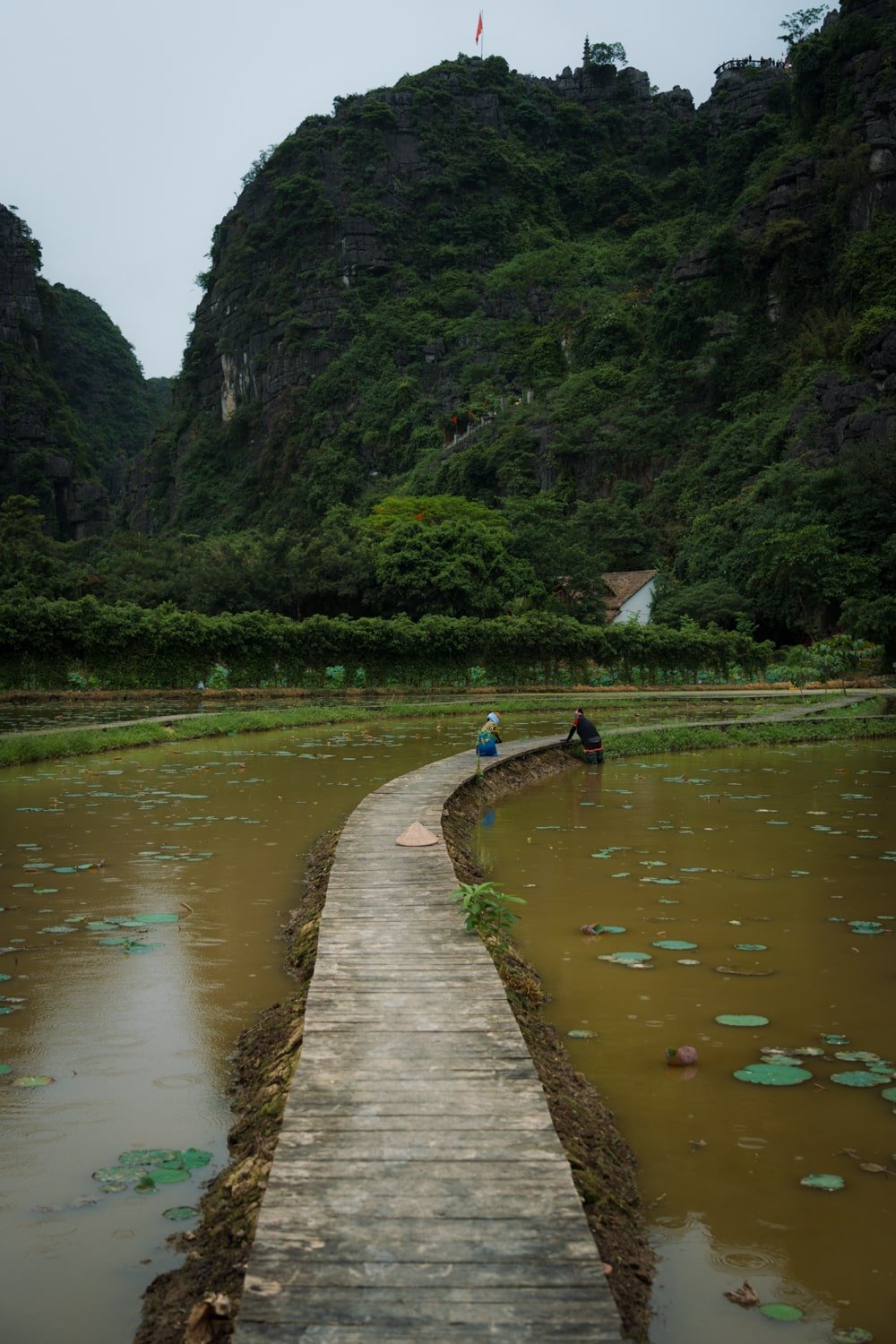 Vietnamese women harvesting at the Lotus Pond at Mua Caves, Vietnam.