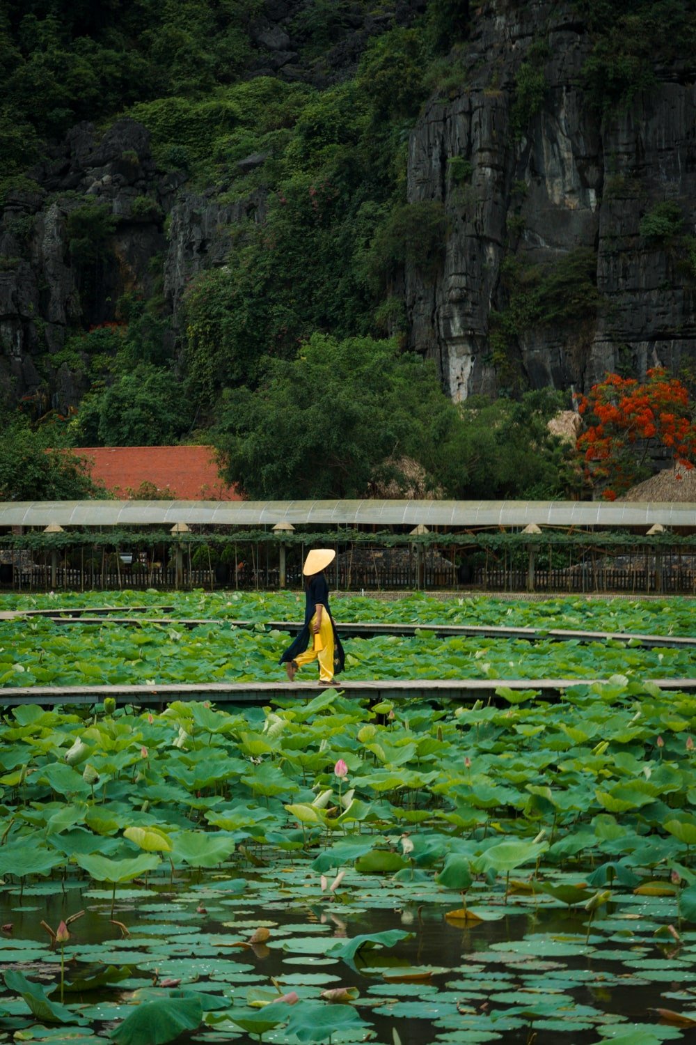 Woman wearing traditional Vietnamese clothes walking across boardwalk at the Lotus Pond at Hang Mua (Mua Cave) in Northern Vietnam.