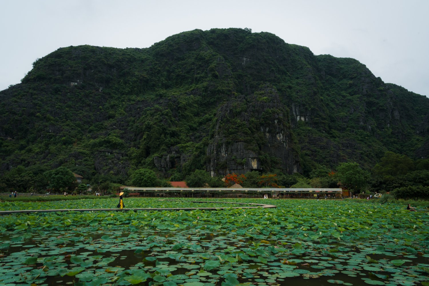 Woman wearing traditional Vietnamese clothes walking across boardwalk at the Lotus Pond at Hang Mua (Mua Cave) in Northern Vietnam.