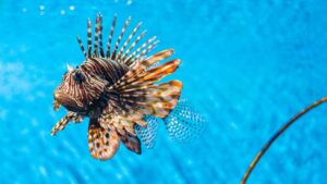 Invasive Lionfish in Honduras | centralamerica.com