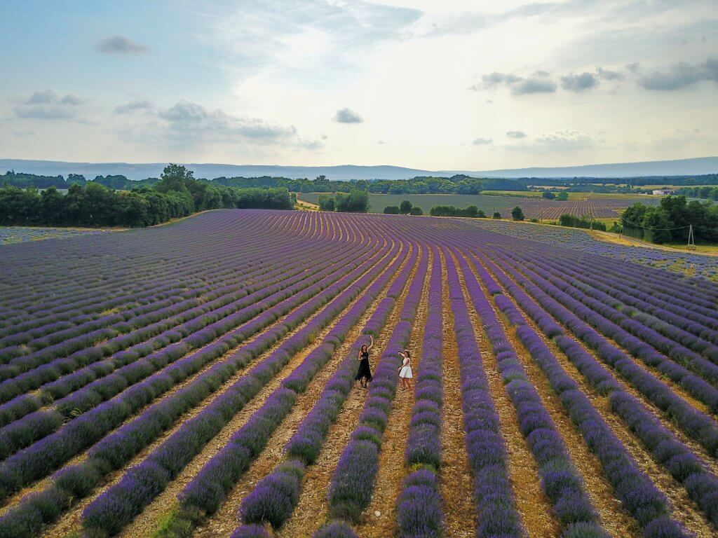 lavender provence