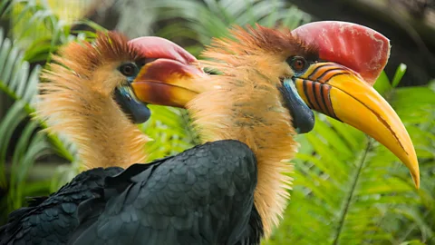 Getty Images Bird-watching is a popular activity in Cambodia's Siem Reap (Credit: Getty Images)