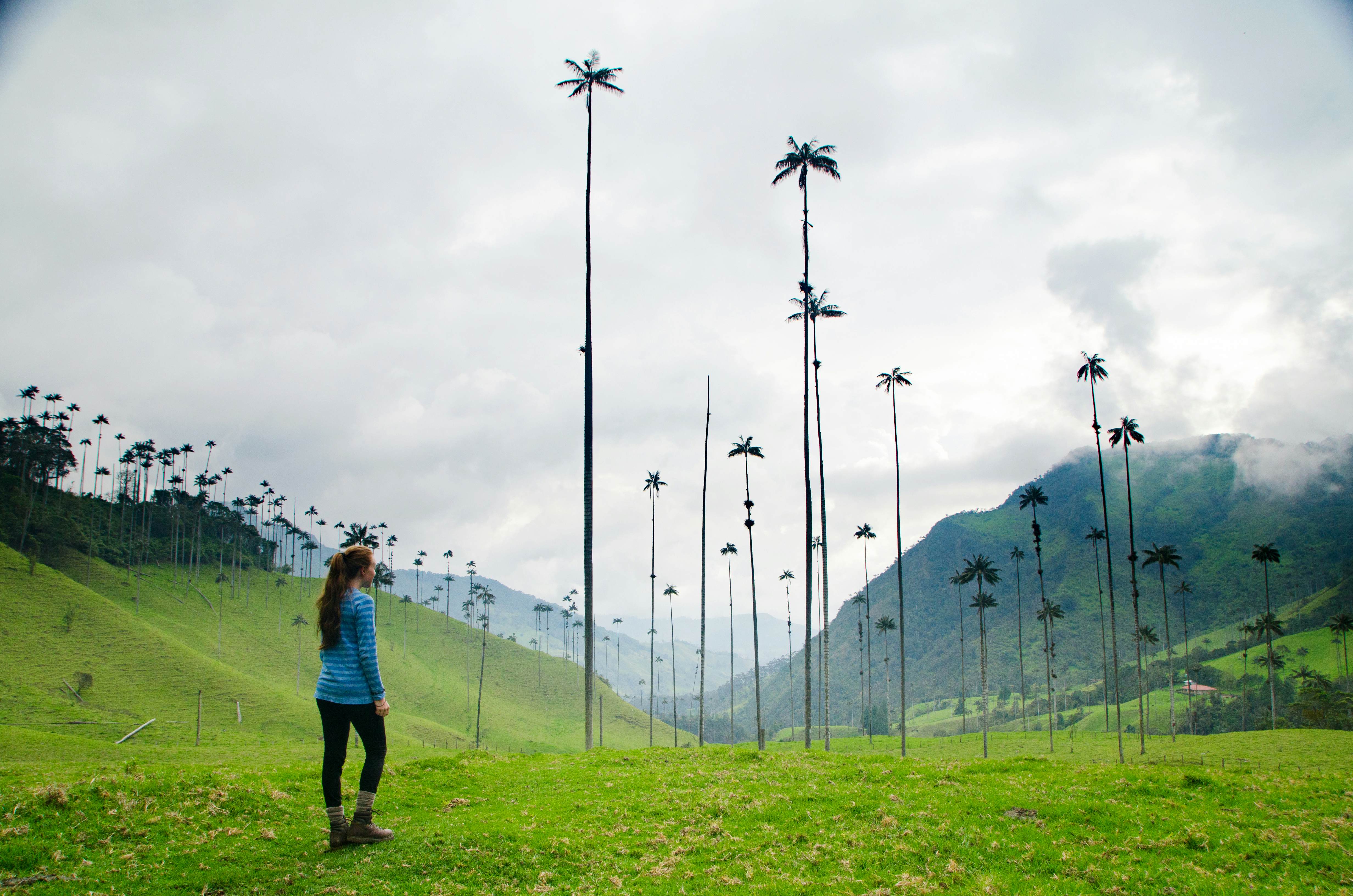 A woman stands in a valley of sky high wax palms in Colombia's coffee region