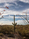 This Criminally Underrated National Park Is a Sonoran Desert Wonderland