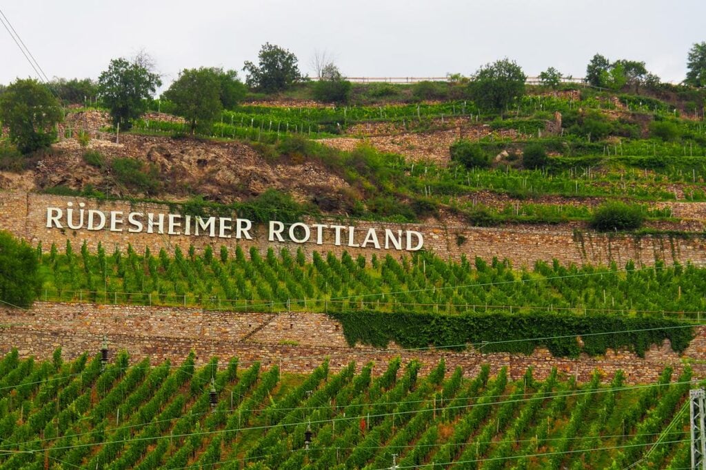 Terraced vineyards of Rüdesheimer Rottland with lush green grapevines under overcast sky, showcasing traditional winemaking and agricultural practices in Rüdesheim, Germany. The scenic landscape of stone terraces and cultivation rows highlights the heritage of German viticulture and Riesling grape production in the renowned Rheingau wine region, appealing to oenophiles and travelers.