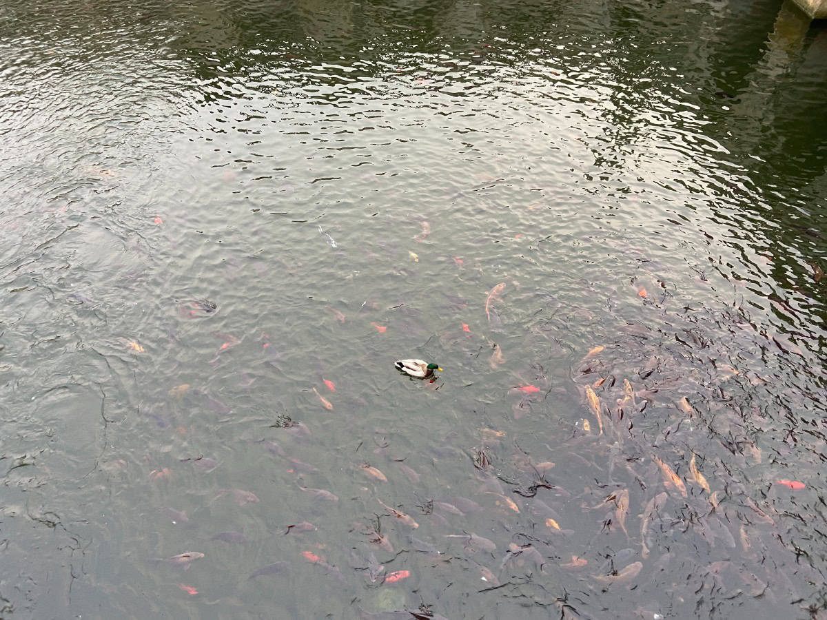 Fish swimming in the ponds at Les Jardins de la Fontaine, Nimes, France