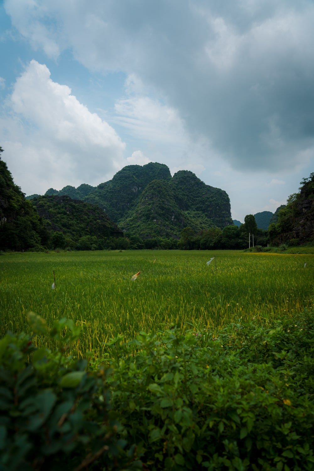 Rice paddy field in the countryside of Ninh Binh, Vietnam.