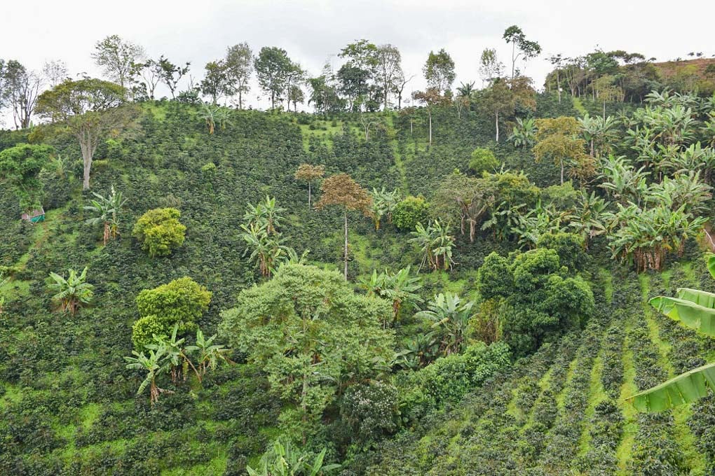 A photo of the vast coffee plantations in Salento Colombia