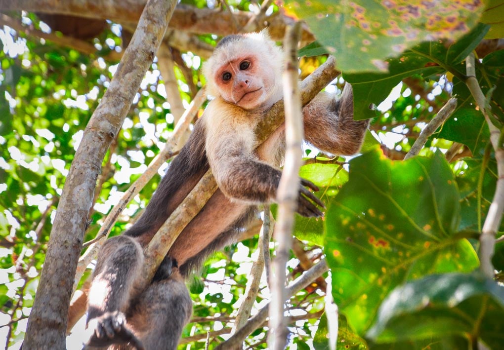 monkey in a tree in colombia