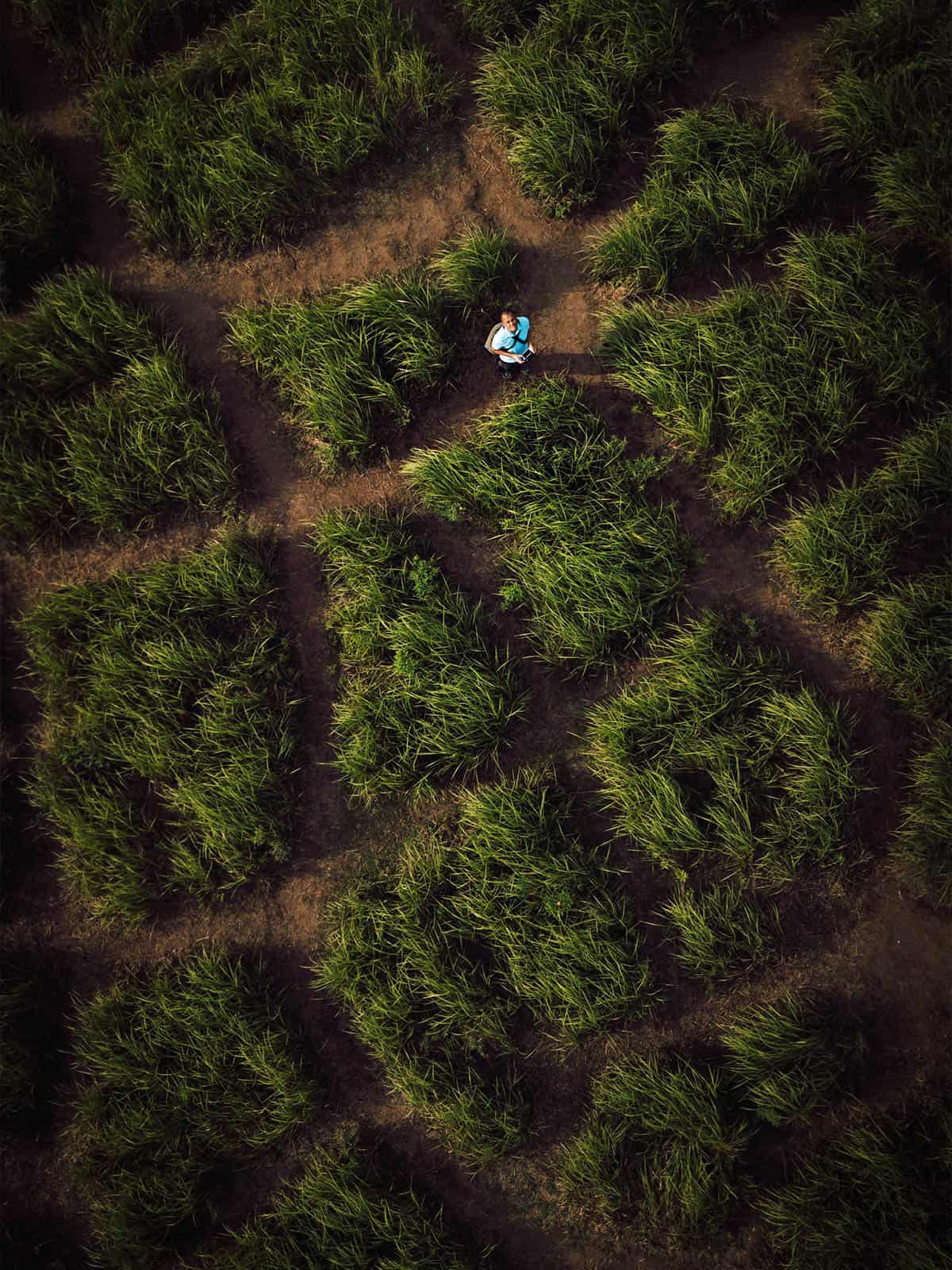 Travel guide to Ubud: Rice paddy field along Campuhan Ridge Walk in Ubud, Bali, Indonesia