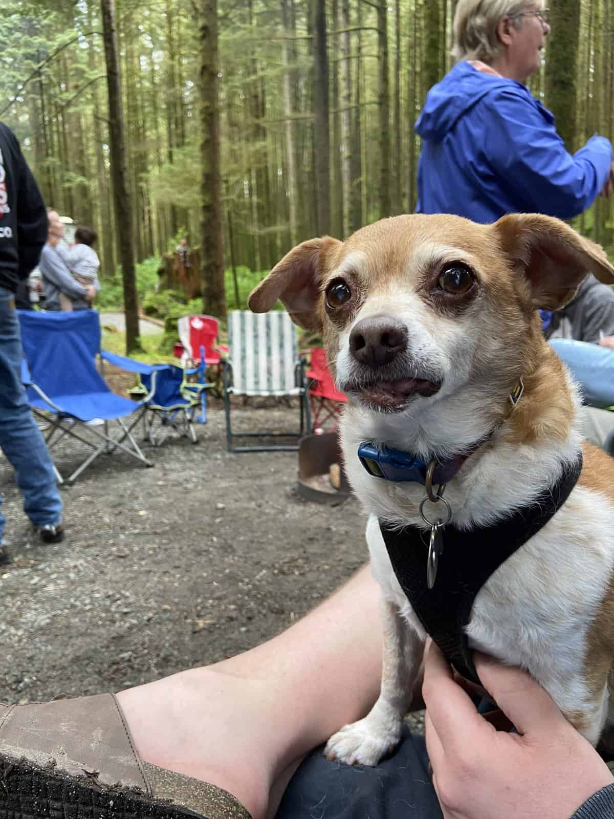 Ellie at Golden Ears at Alouette Lake in June 2022