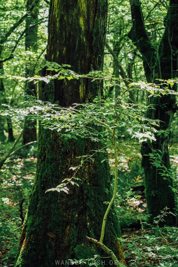 Oak trees and mossy undergrowth inside Ajameti Managed Reserve, a small national park near Kutaisi.