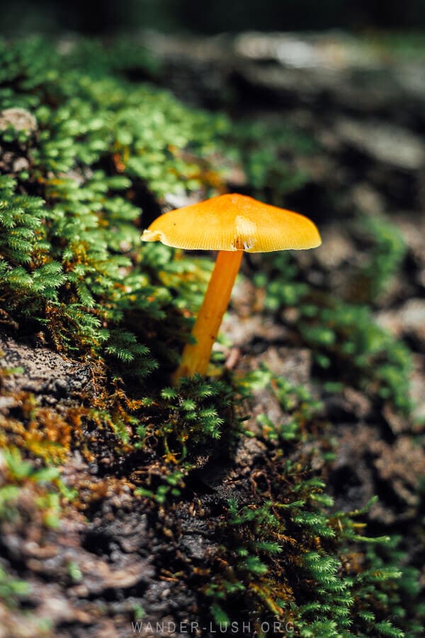 A yellow mushroom sprouting from a tree branch inside Ajameti National Park in Georgia.