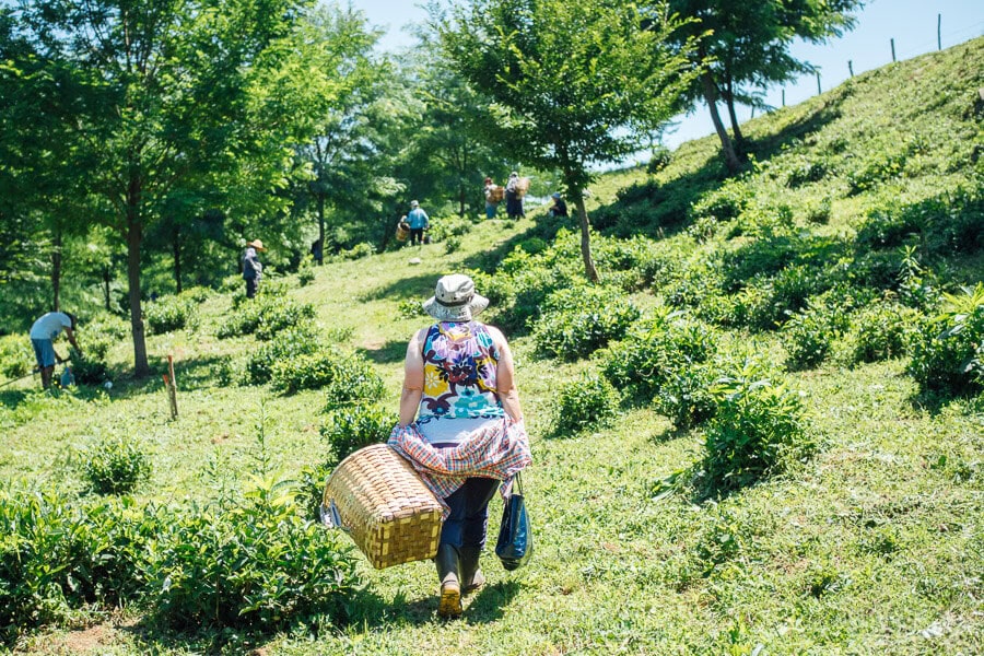 A woman holding a woven basket walks through a tea field outside Kutaisi in Georgia.