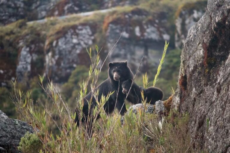 5 Can’t-Miss Colombian Departments For Wildlife Lovers