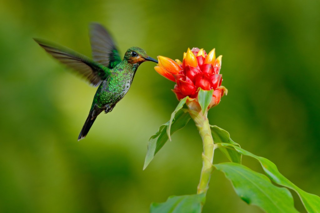 hummingbird Green-crowned Brilliant, Heliodoxa jacula.