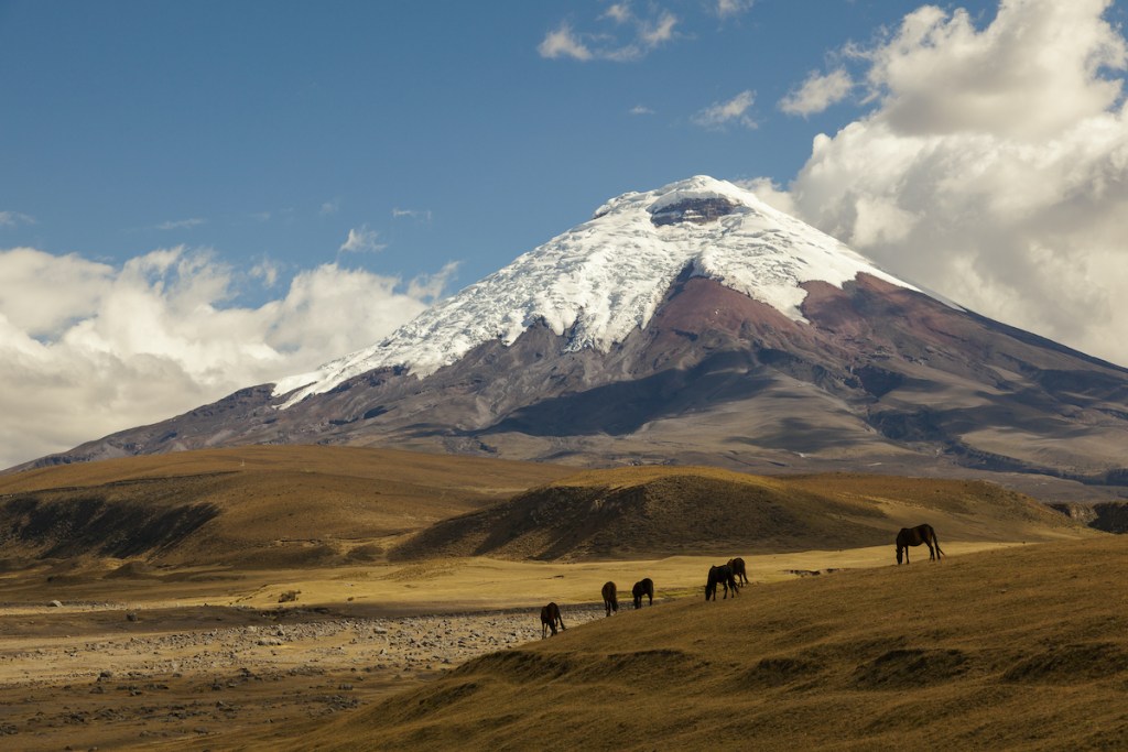 Cotopaxi volcano and wild horses.