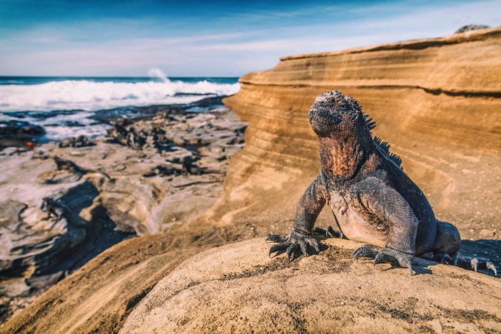 Iguanas warming in the sun on volcanic rocks on Puerto Egas (Egas port) Santiago island, Ecuador.