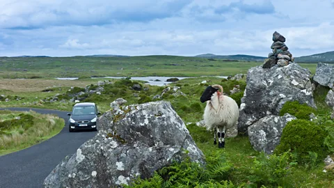 Tim Graham/Alamy Sheep outnumber cars on the Bog Road through Roundstone Bog (Credit: Tim Graham/Alamy)