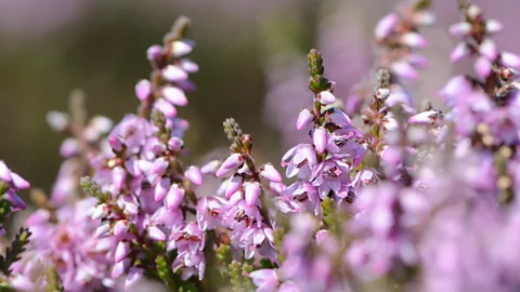 Susanne Masters Flowering ling heather colours the landscape and flavours local honey (Credit: Susanne Masters)