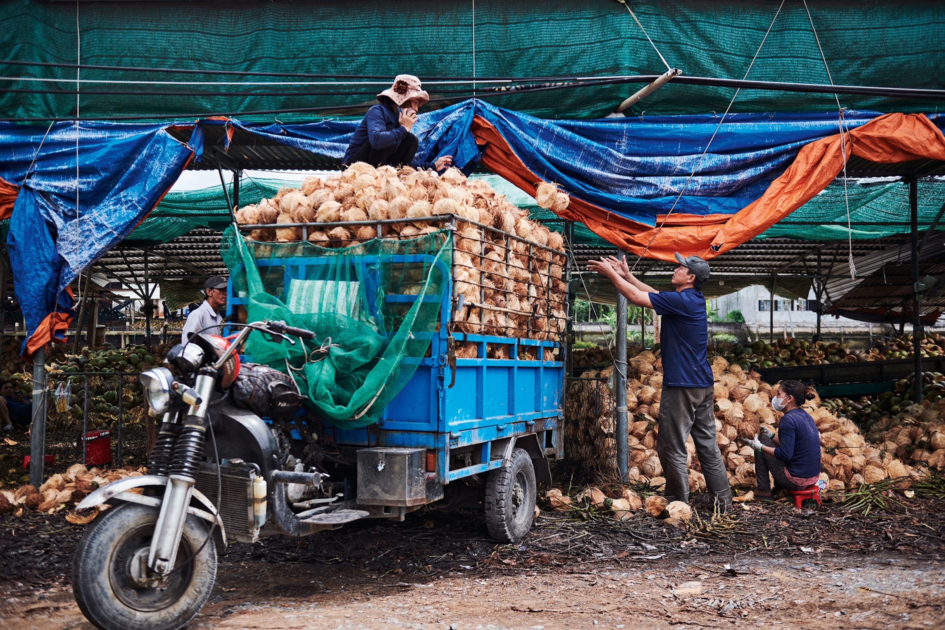 A blue produce truck is filled with coconuts which are being passed from someone standing in the truck to a seller in the market.