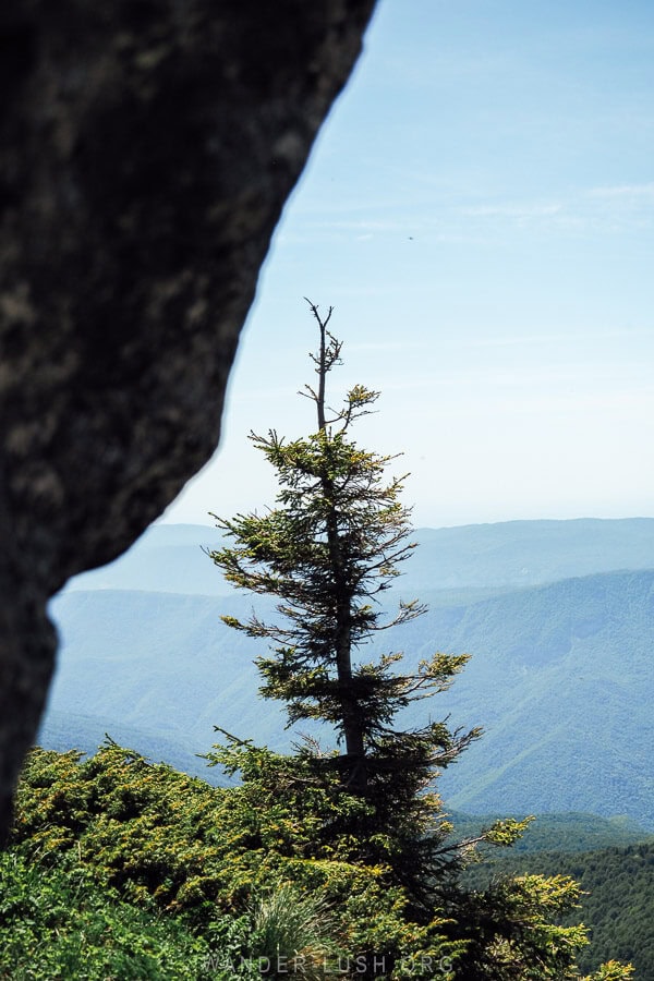 A tree silhouetted against a view of the Caucasus mountains in Georgia.