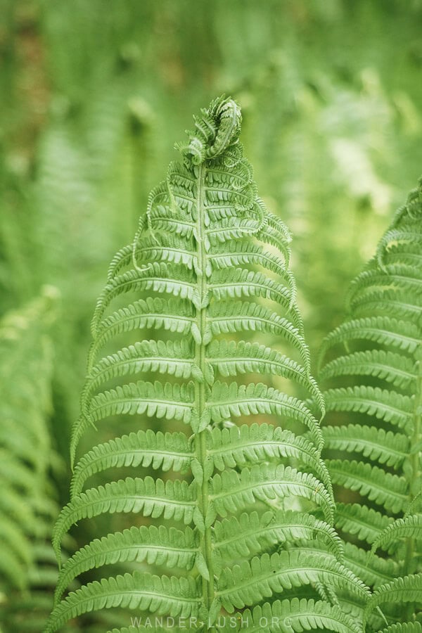 A fern standing upright.