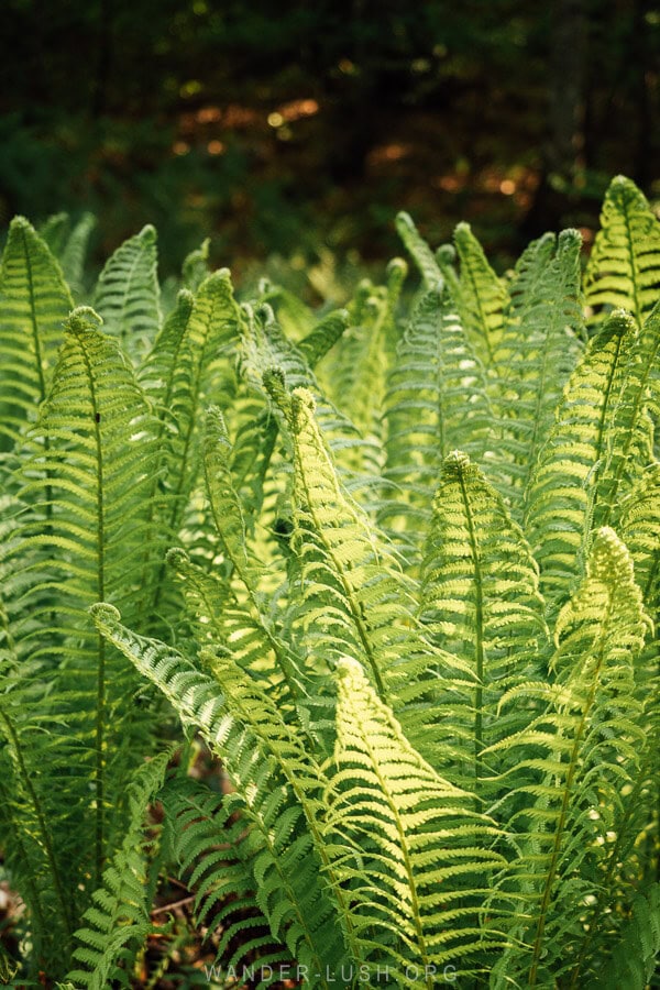 A forest of ferns.